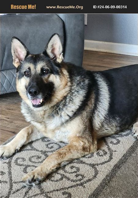 german shepherd rescue california|german shepherd puppy for adoption.